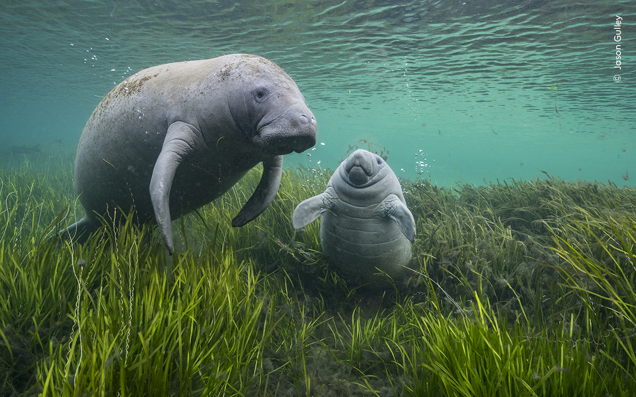 写真集 Wildlife Photographer of the Year 6冊 写真集 Wildlife Photographer of the Year 6冊 Wildlife